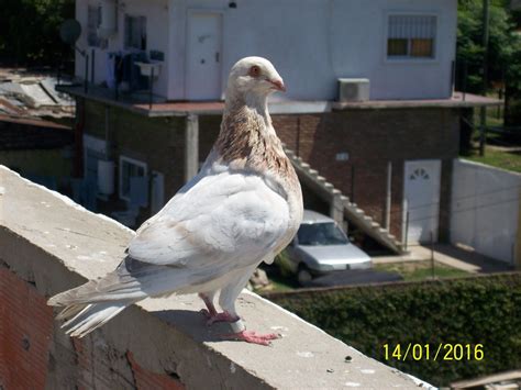 videos de palomos|Palomas Buchonas .